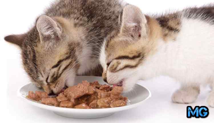 Лучшие сухие корма для стерилизованных кошек